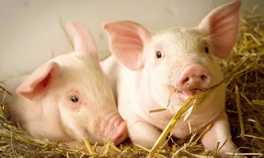 100kg lợn hơi được bao nhiêu kg thịt