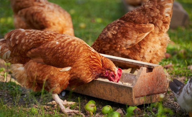 trọng lượng gà thịt theo ngày