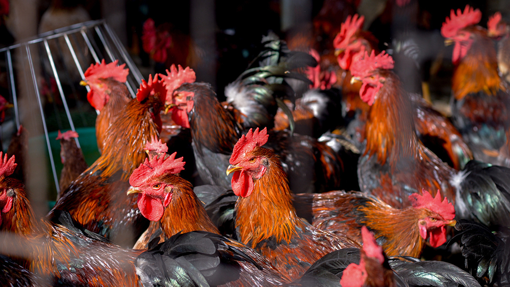 trọng lượng gà thịt theo ngày