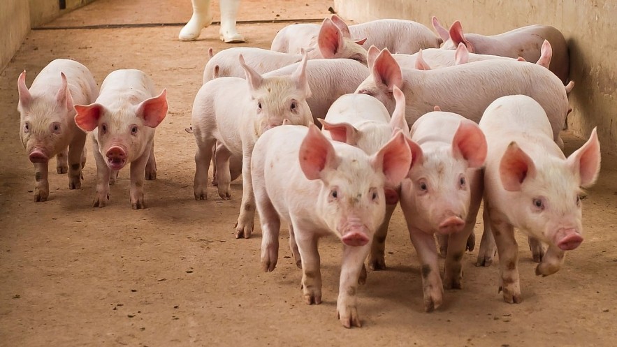 100kg lợn hơi được bao nhiêu kg thịt