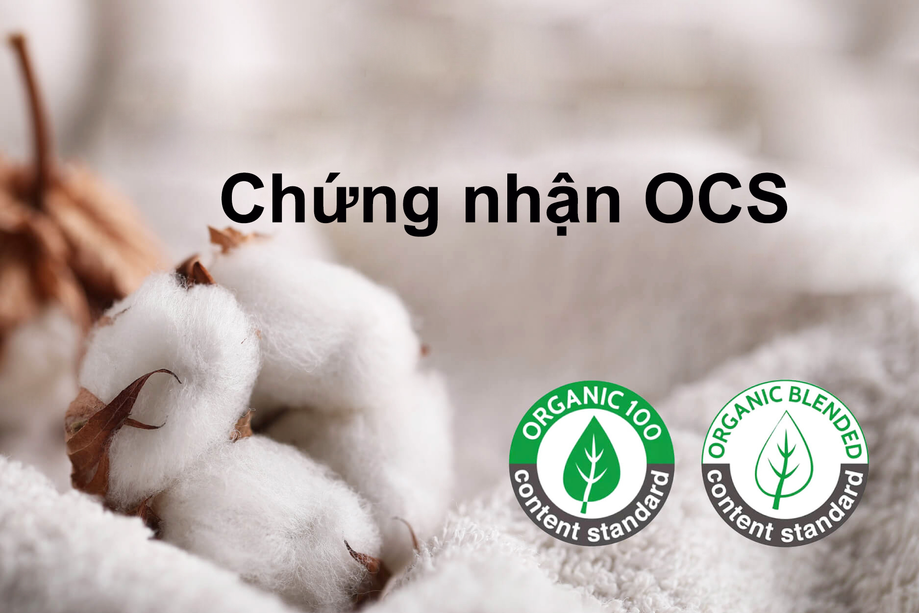 chứng nhận OCS