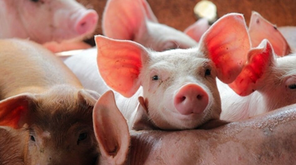 100kg lợn hơi được bao nhiêu kg thịt