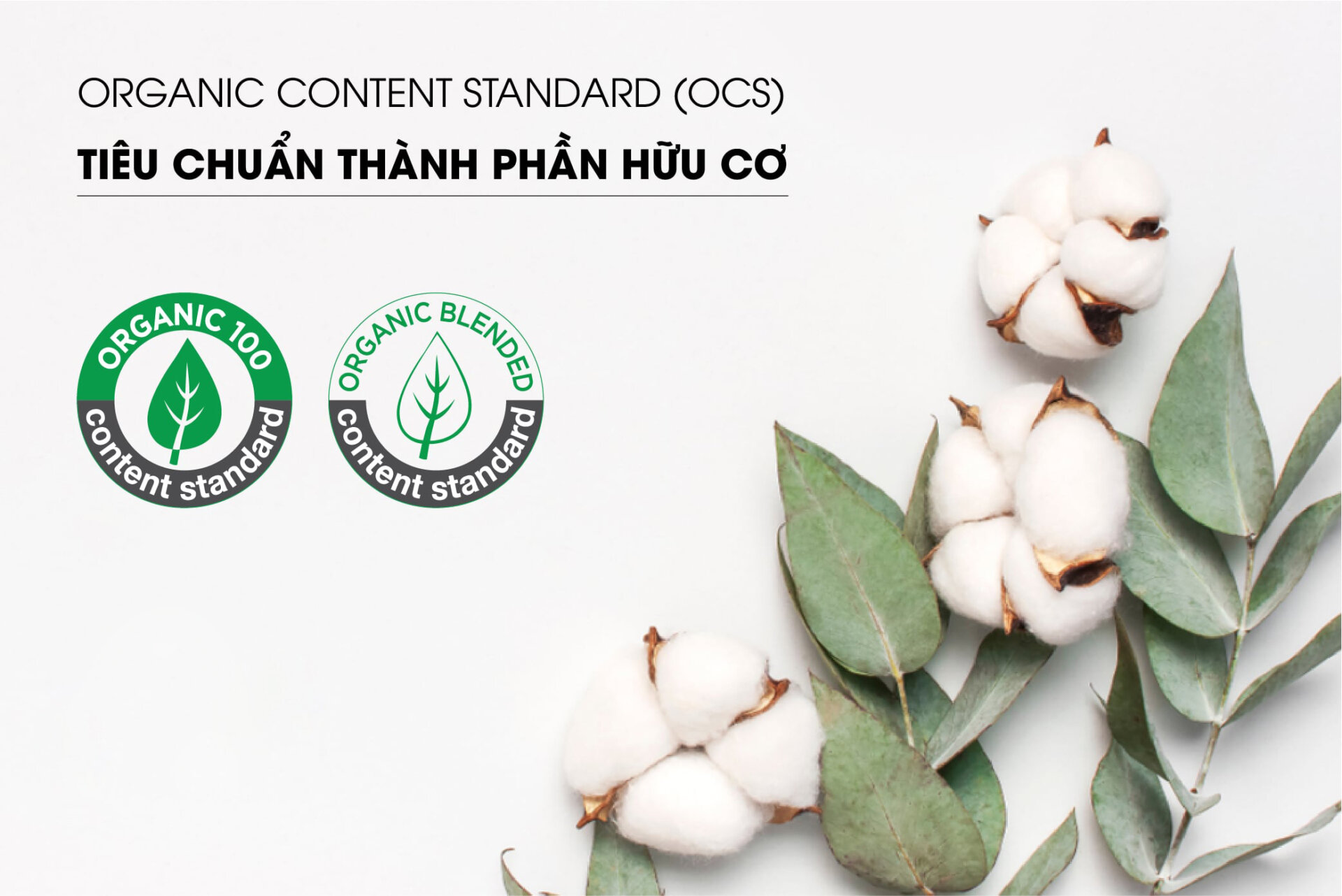 chứng nhận OCS