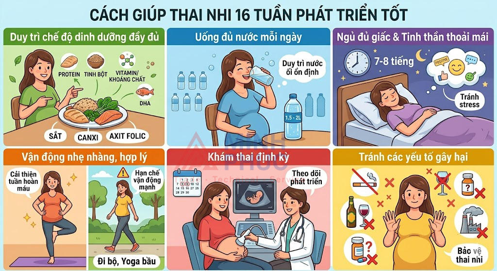 thai 16 tuần