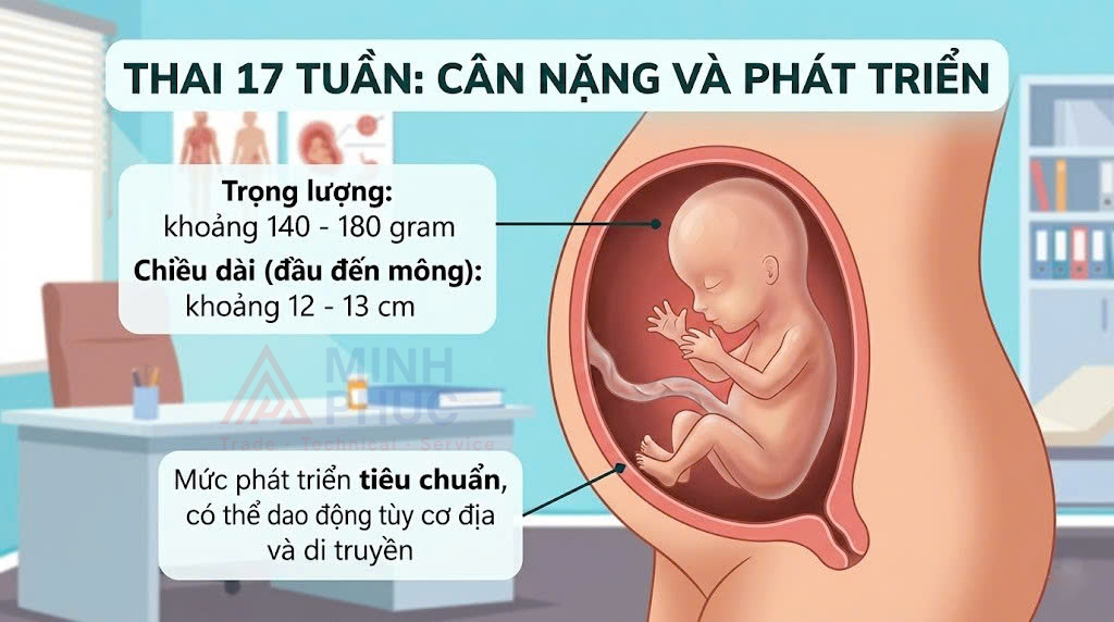 thai 17 tuần