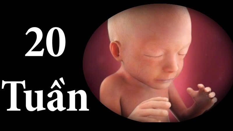 thai 20 tuần