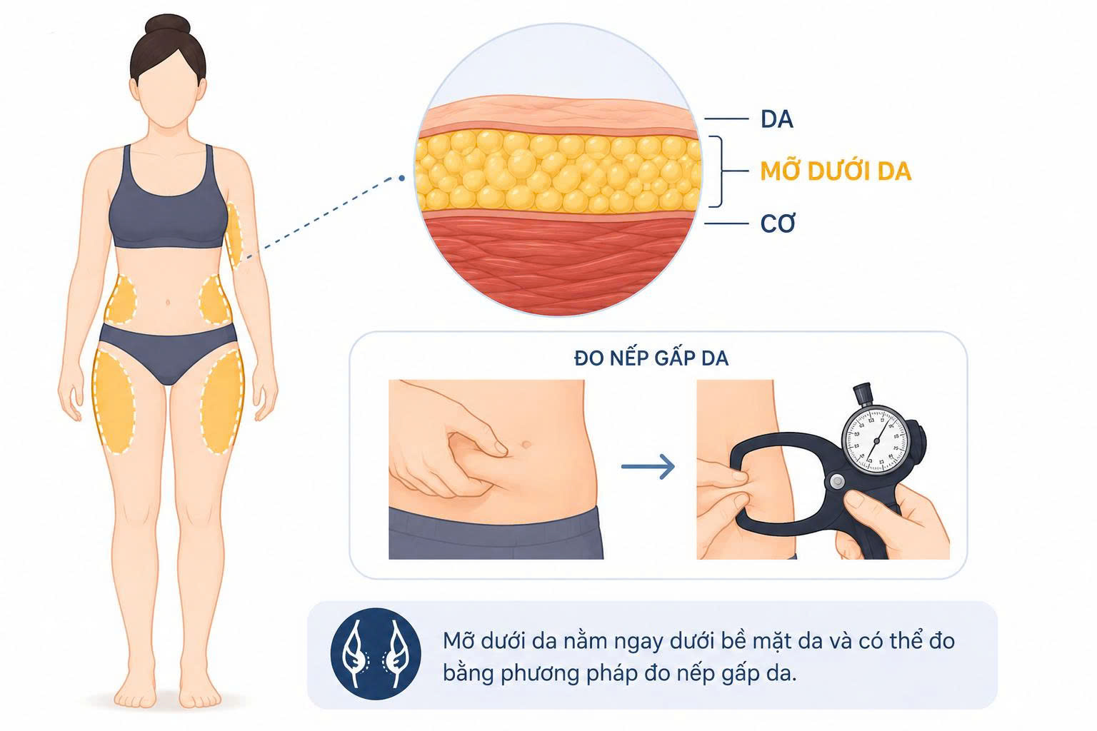 tỷ lệ mỡ cơ thể